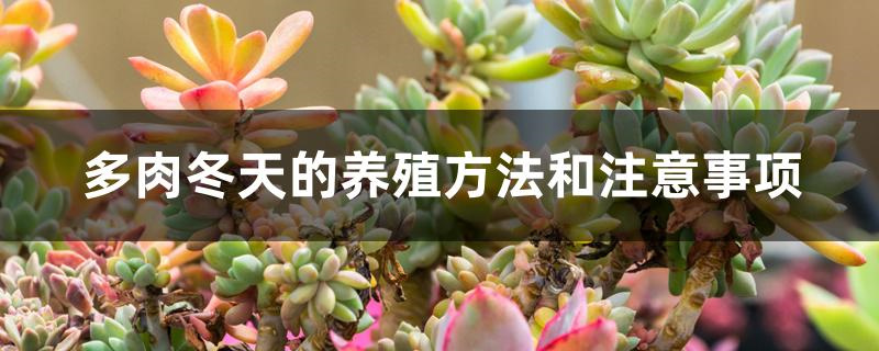 多肉冬天的养殖方法和注意事项