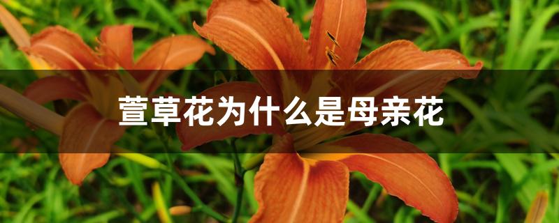 萱草花为什么是母亲花