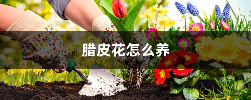 腊皮花怎么养