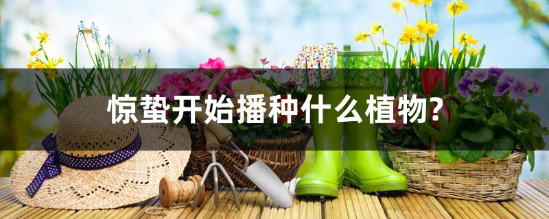 惊蛰开始播种什么植物?