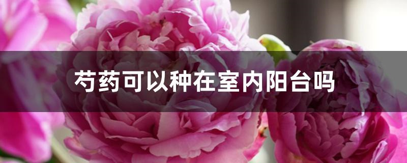 芍药可以种在室内阳台吗