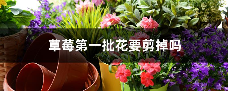 草莓第一批花要剪掉吗