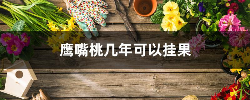 鹰嘴桃几年可以挂果