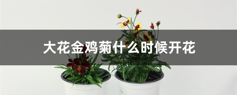 大花金鸡菊什么时候开花