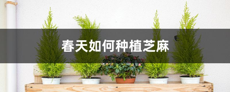 春天如何种植芝麻