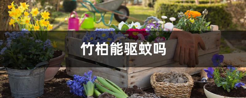 竹柏能驱蚊吗
