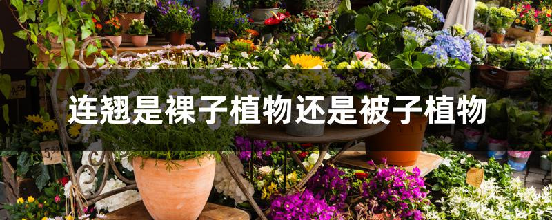 连翘是裸子植物还是被子植物