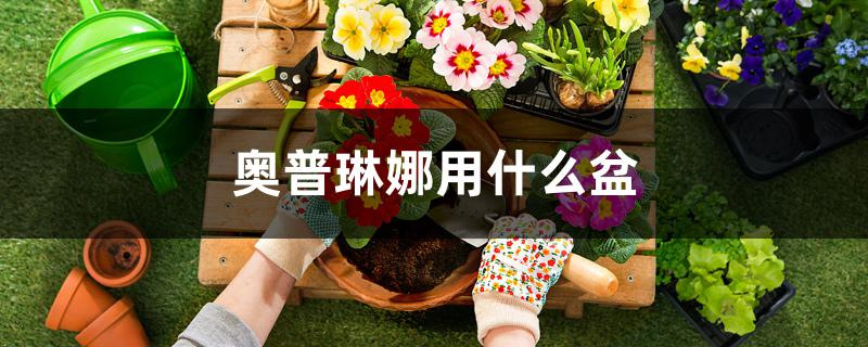 奥普琳娜用什么盆