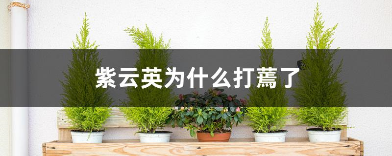 紫云英为什么打蔫了