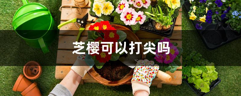 芝樱可以打尖吗
