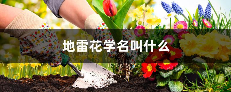地雷花学名叫什么