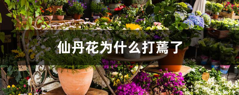 仙丹花为什么打蔫了
