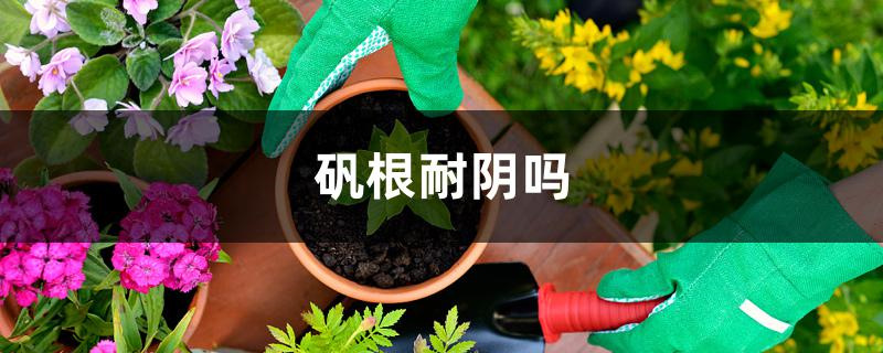 矾根耐阴吗