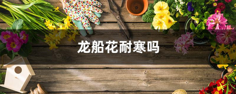 龙船花耐寒吗