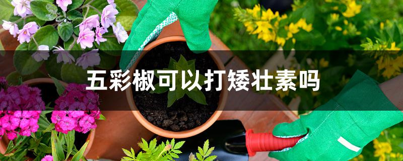 五彩椒可以打矮壮素吗