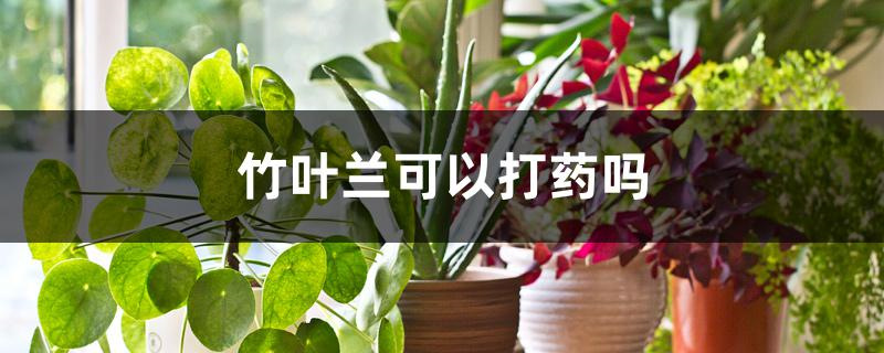 竹叶兰可以打药吗