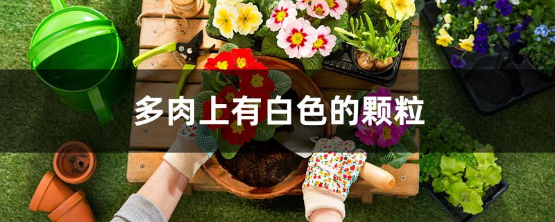 多肉上有白色的颗粒