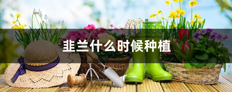 韭兰什么时候种植