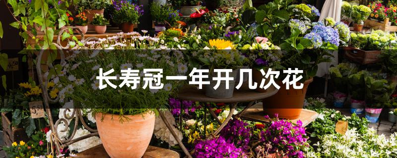 长寿冠一年开几次花