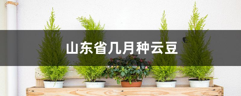 山东省几月种云豆
