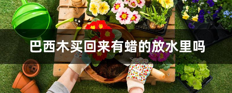 巴西木买回来有蜡的放水里吗