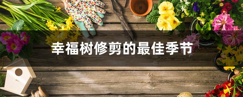 幸福树修剪的最佳季节