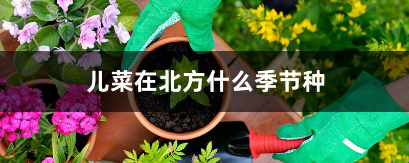 儿菜在北方什么季节种