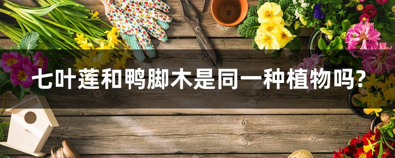 七叶莲和鸭脚木是同一种植物吗?