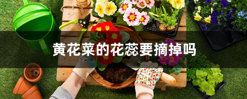 黄花菜的花蕊要摘掉吗