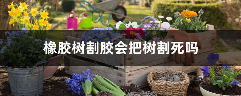 橡胶树割胶会把树割死吗