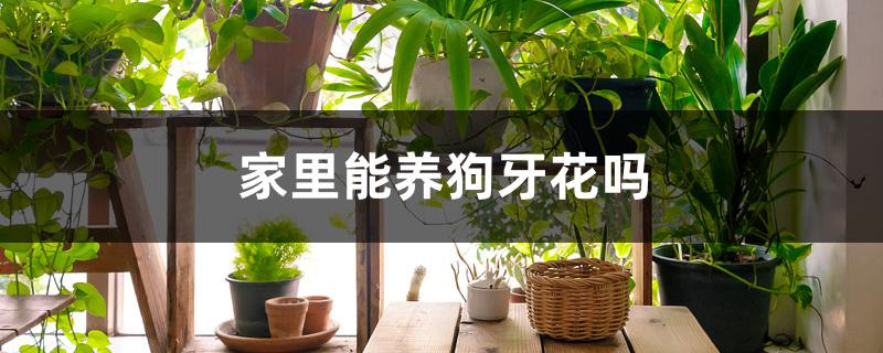 家里能养狗牙花吗