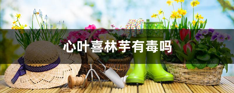 心叶喜林芋有毒吗