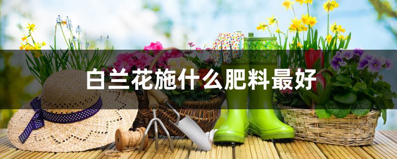 白兰花施什么肥料最好