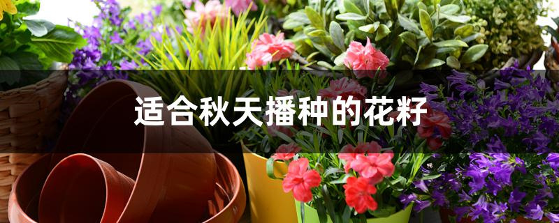 适合秋天播种的花籽