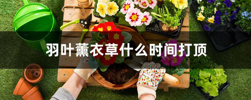 羽叶薰衣草什么时间打顶