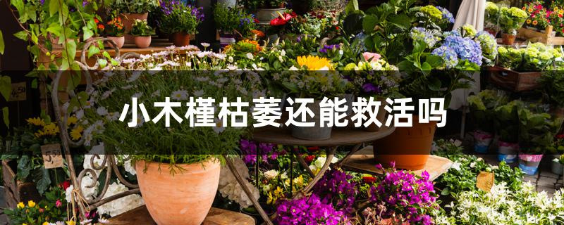 小木槿枯萎还能救活吗