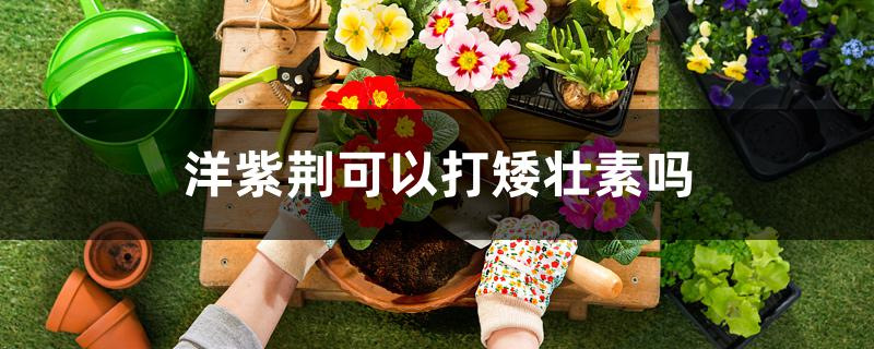 洋紫荆可以打矮壮素吗