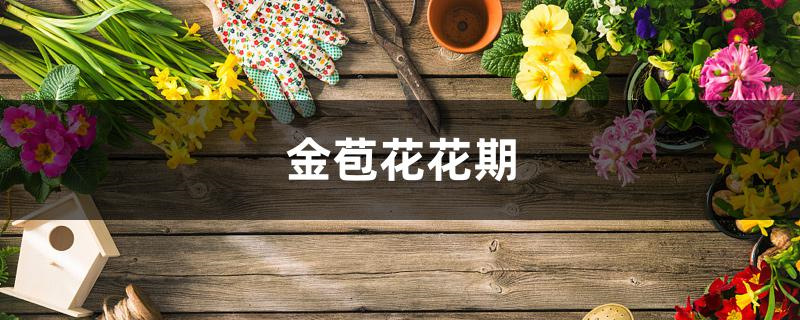 金苞花花期