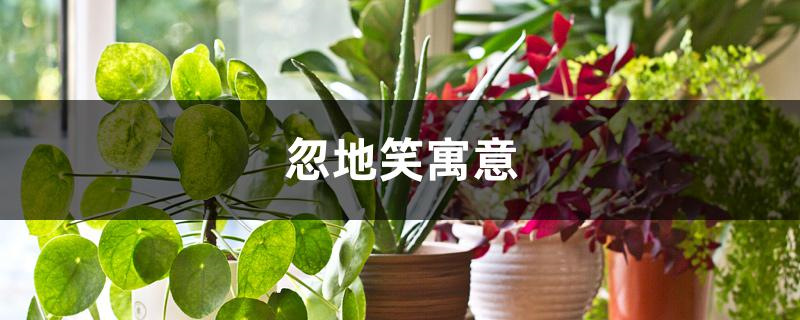 忽地笑寓意