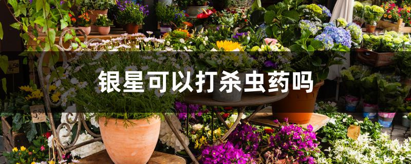 银星可以打杀虫药吗