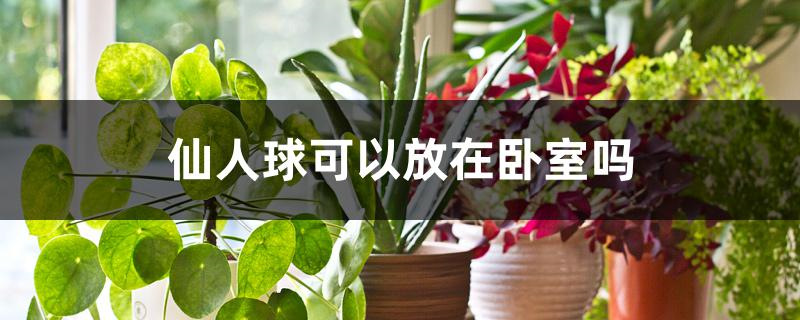 仙人球可以放在卧室吗