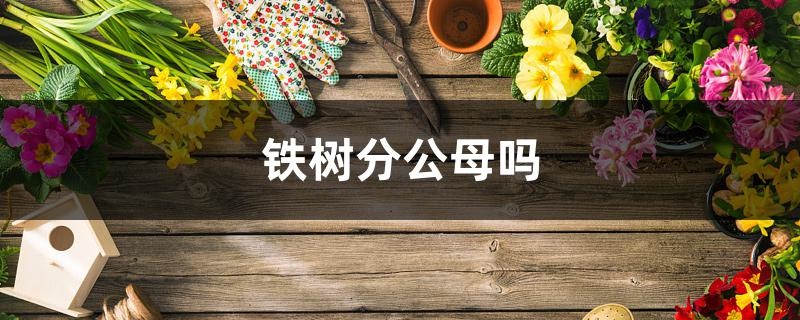 铁树分公母吗