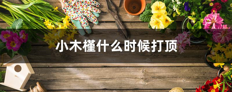 小木槿什么时候打顶