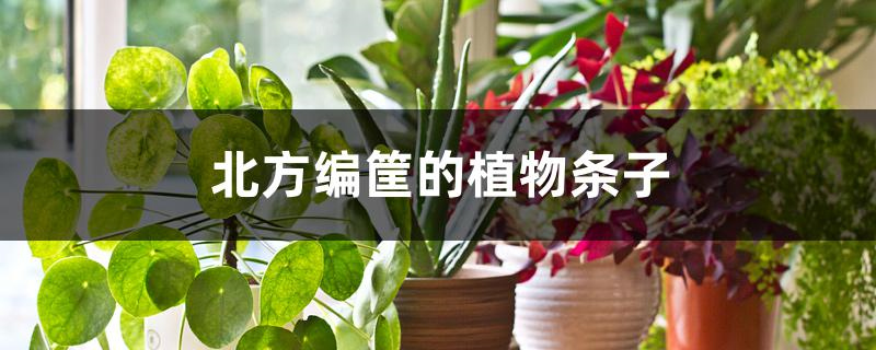 北方编筐的植物条子