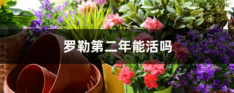 罗勒第二年能活吗
