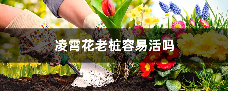 凌霄花老桩容易活吗