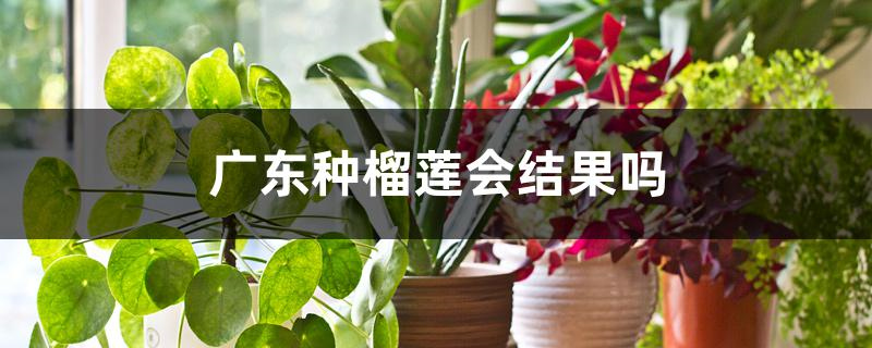 广东种榴莲会结果吗