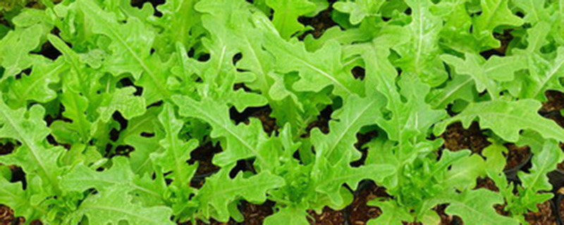 野腊菜的学名叫什么