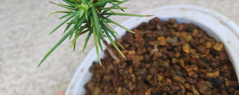 赤玉土和煤渣区别 赤玉土和煤渣区别