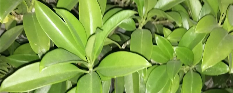 平安树刚长新芽黑干掉